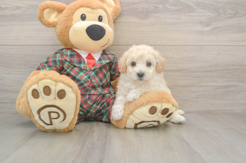 5 week old Poochon Puppy For Sale - Windy City Pups