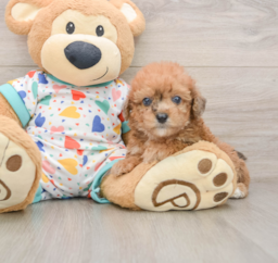 7 week old Poochon Puppy For Sale - Windy City Pups