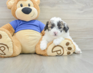 8 week old Poochon Puppy For Sale - Windy City Pups