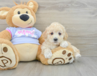 8 week old Poochon Puppy For Sale - Windy City Pups