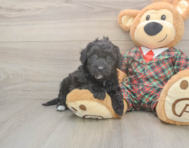 5 week old Poochon Puppy For Sale - Windy City Pups