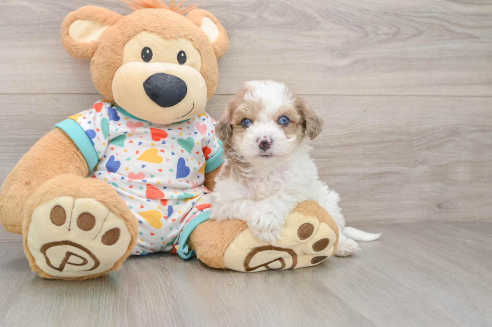 Funny Poochon Poodle Mix Pup