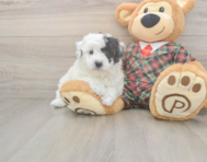 5 week old Poochon Puppy For Sale - Windy City Pups