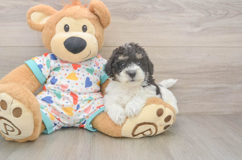 5 week old Poochon Puppy For Sale - Windy City Pups