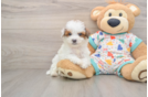 Friendly Poochon Baby