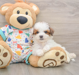 7 week old Poochon Puppy For Sale - Windy City Pups