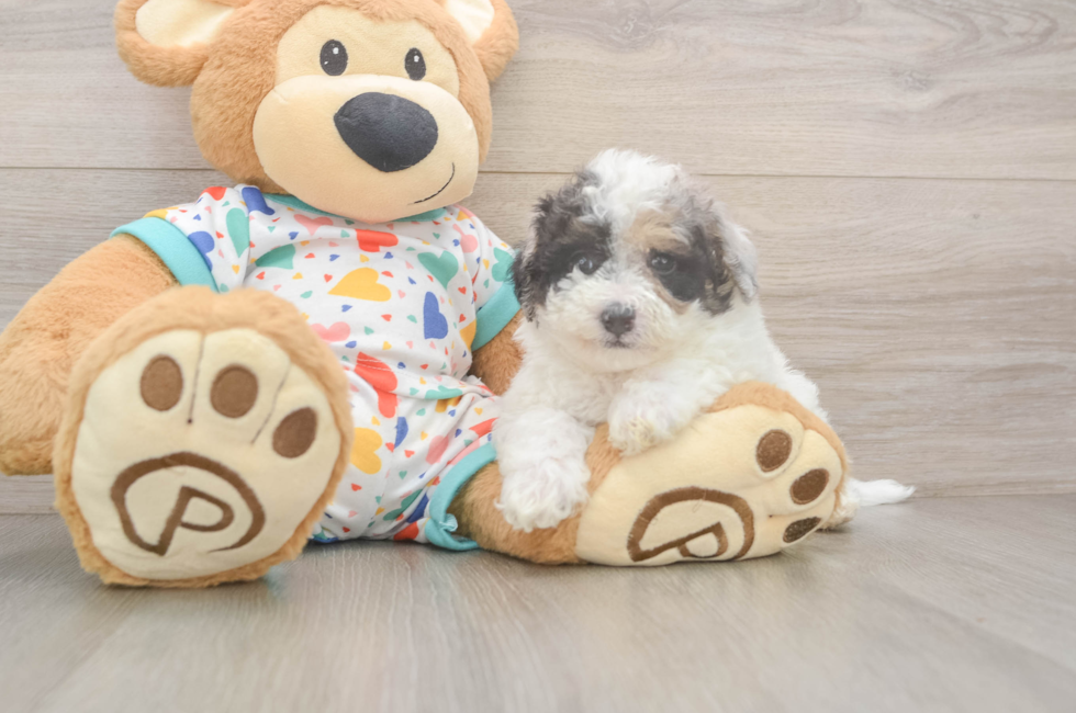5 week old Poochon Puppy For Sale - Windy City Pups
