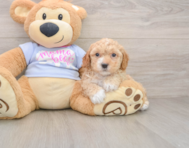 5 week old Poochon Puppy For Sale - Windy City Pups