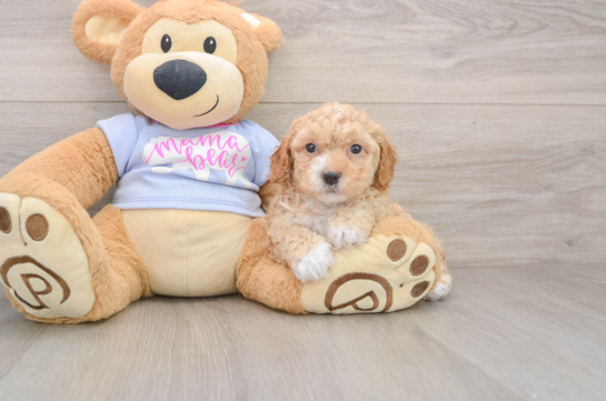 Poochon Pup Being Cute