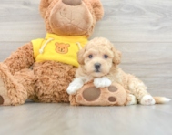 7 week old Poochon Puppy For Sale - Windy City Pups