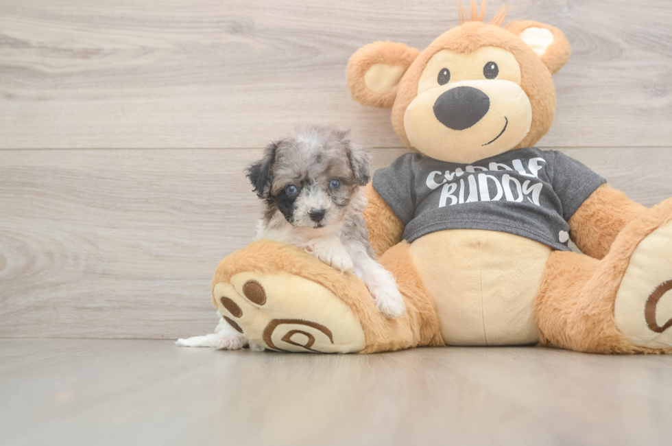 7 week old Poochon Puppy For Sale - Windy City Pups