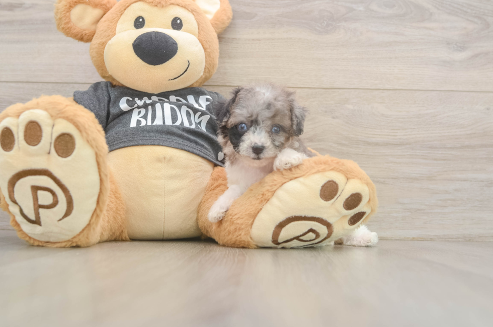 6 week old Poochon Puppy For Sale - Windy City Pups