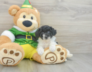 7 week old Poochon Puppy For Sale - Windy City Pups