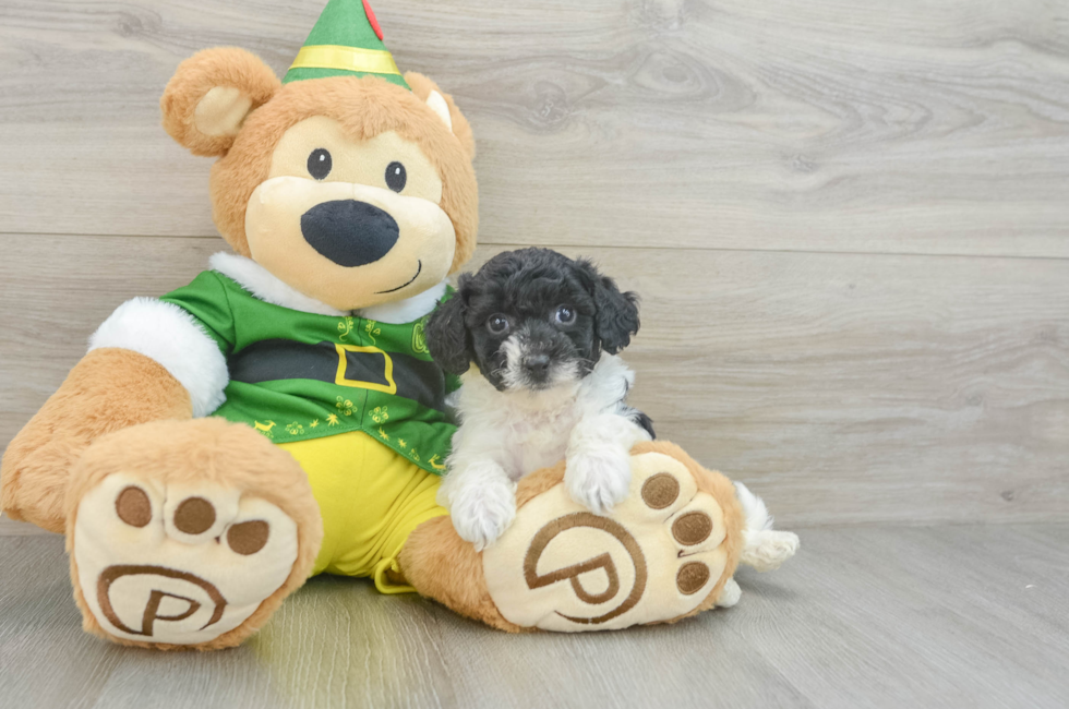 7 week old Poochon Puppy For Sale - Windy City Pups