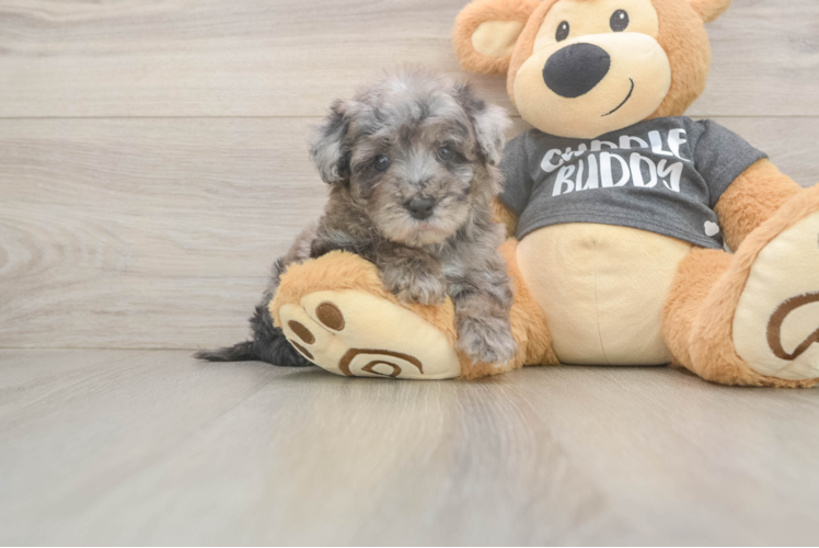 Poochon Puppy for Adoption