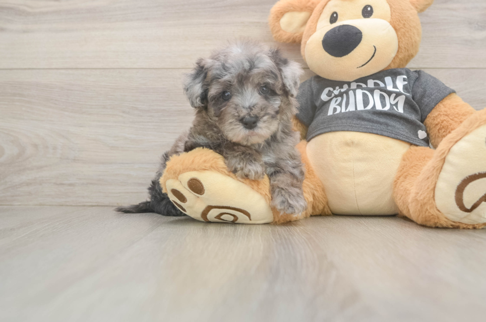 6 week old Poochon Puppy For Sale - Windy City Pups