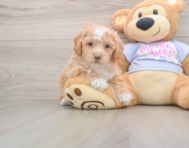 5 week old Poochon Puppy For Sale - Windy City Pups