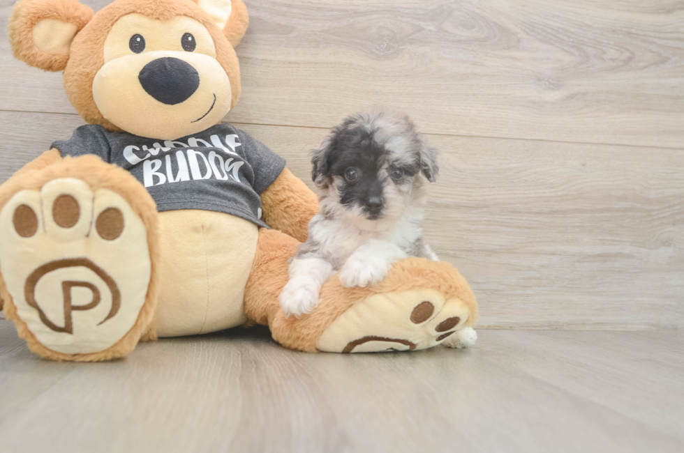 6 week old Poochon Puppy For Sale - Windy City Pups