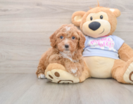 5 week old Poochon Puppy For Sale - Windy City Pups