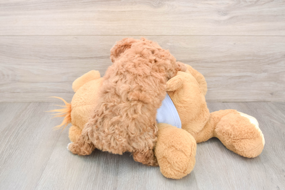 Poochon Pup Being Cute