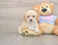 6 week old Poochon Puppy For Sale - Windy City Pups
