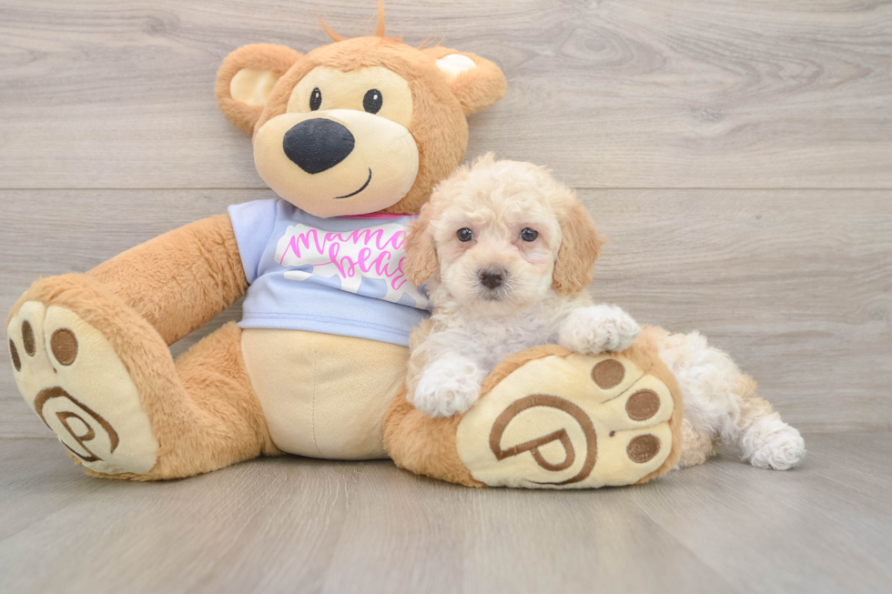 Funny Poochon Poodle Mix Pup