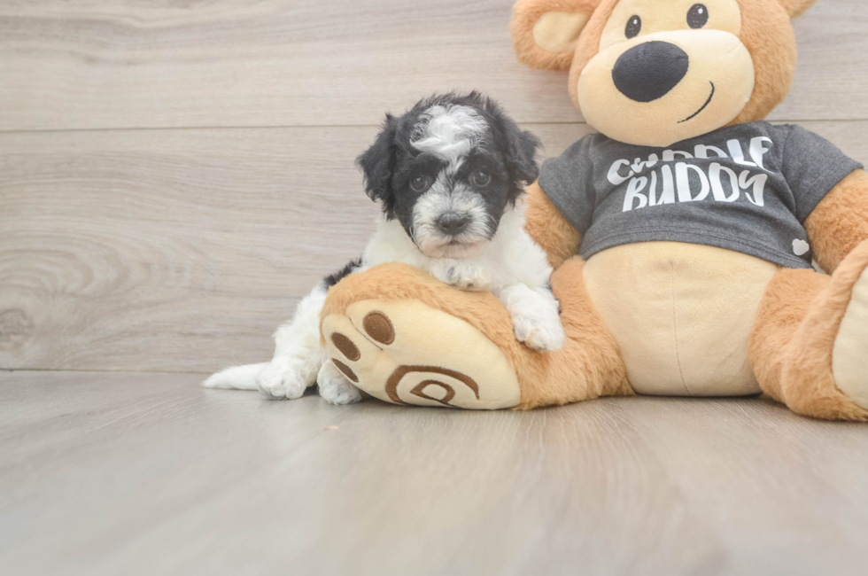 6 week old Poochon Puppy For Sale - Windy City Pups