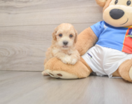 7 week old Poochon Puppy For Sale - Windy City Pups