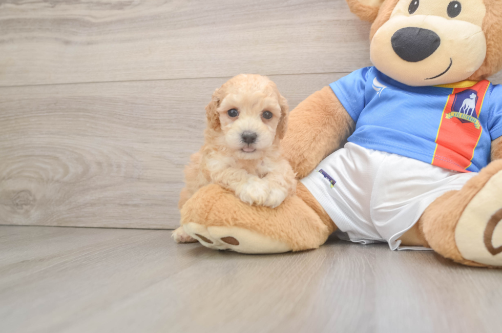 5 week old Poochon Puppy For Sale - Windy City Pups