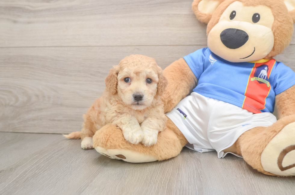 5 week old Poochon Puppy For Sale - Windy City Pups