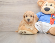 8 week old Poochon Puppy For Sale - Windy City Pups