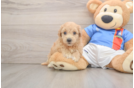 Poochon Pup Being Cute