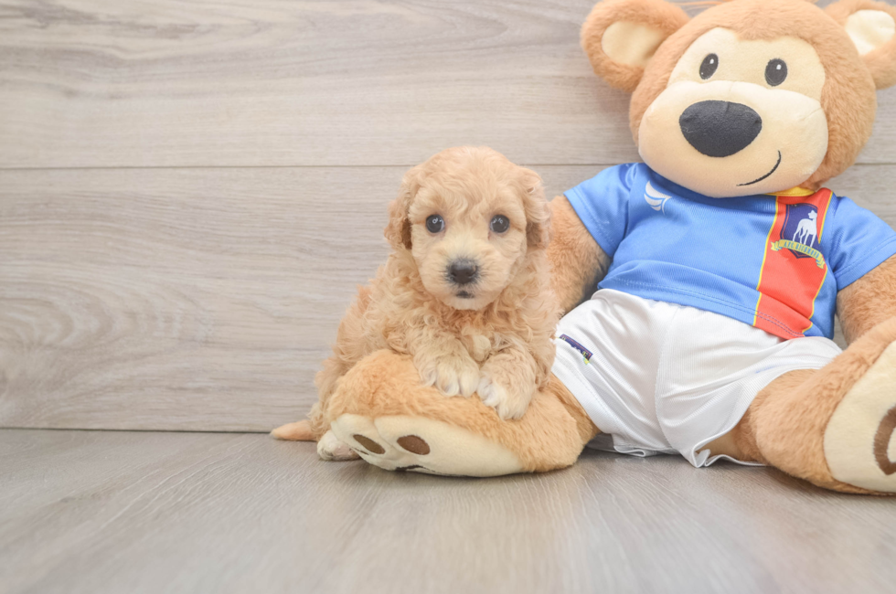 5 week old Poochon Puppy For Sale - Windy City Pups