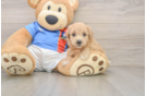 Adorable Bichpoo Poodle Mix Puppy