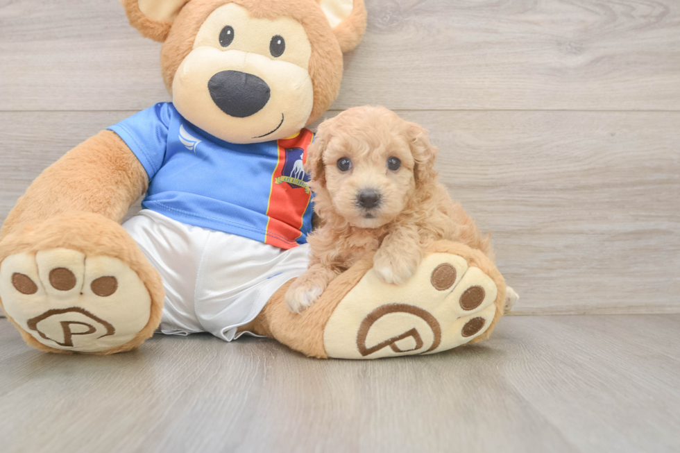 Adorable Bichpoo Poodle Mix Puppy