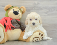 7 week old Poochon Puppy For Sale - Windy City Pups