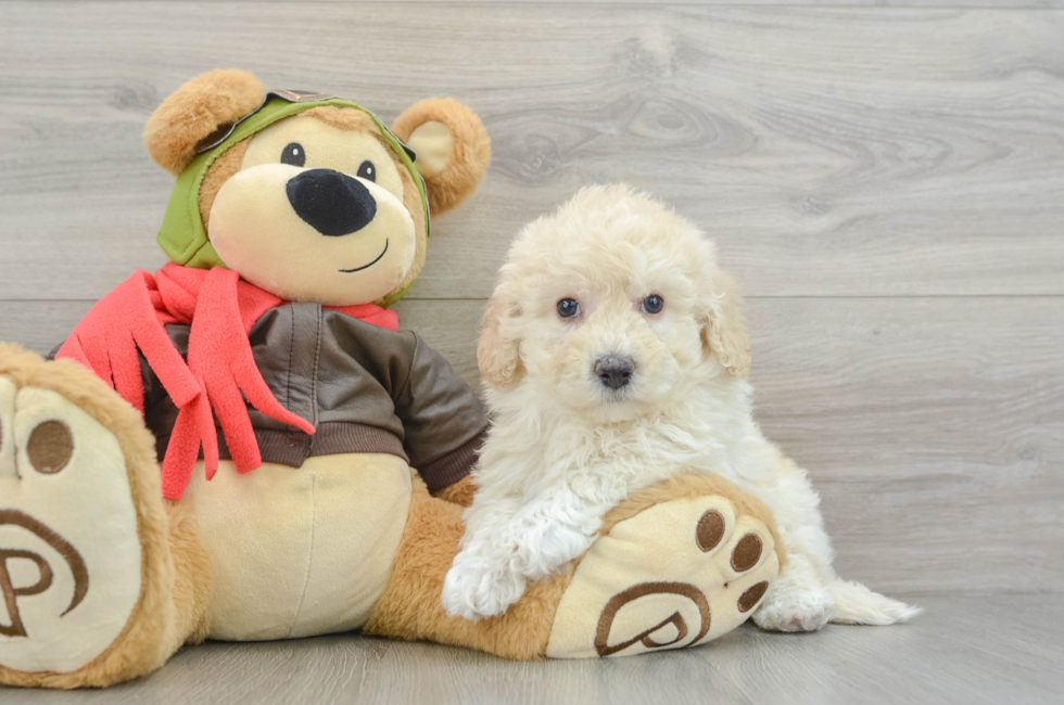 6 week old Poochon Puppy For Sale - Windy City Pups