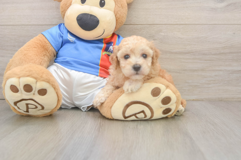 5 week old Poochon Puppy For Sale - Windy City Pups