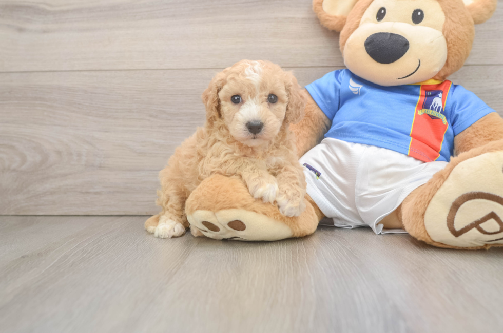 5 week old Poochon Puppy For Sale - Windy City Pups