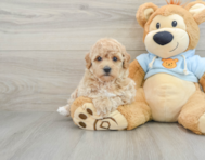 7 week old Poochon Puppy For Sale - Windy City Pups