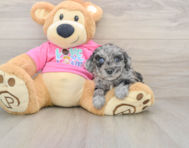 5 week old Poochon Puppy For Sale - Windy City Pups