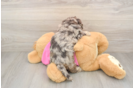 Playful Bichpoo Poodle Mix Puppy