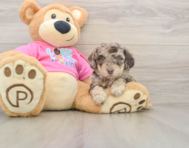 5 week old Poochon Puppy For Sale - Windy City Pups