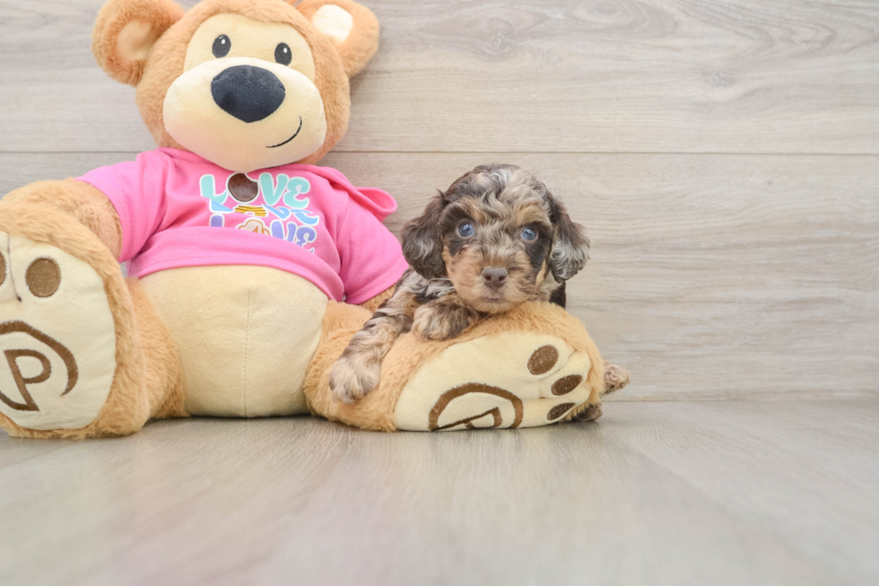 Funny Poochon Poodle Mix Pup