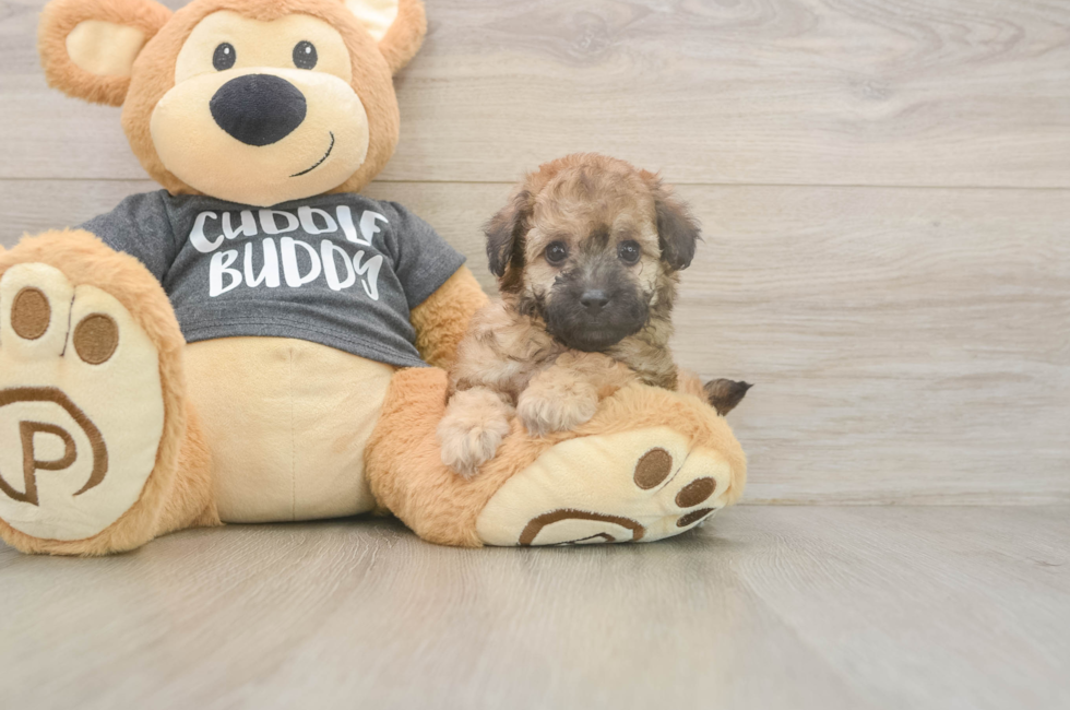 5 week old Poochon Puppy For Sale - Windy City Pups