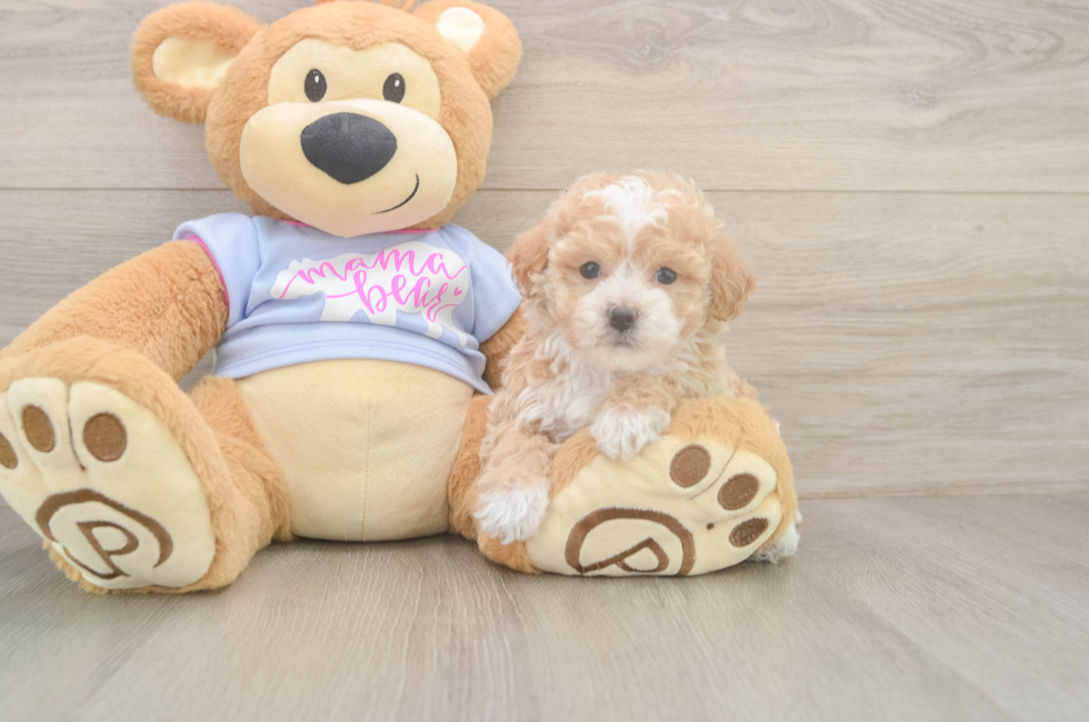 6 week old Poochon Puppy For Sale - Windy City Pups