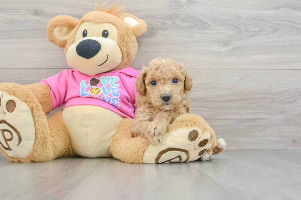 7 week old Poochon Puppy For Sale - Windy City Pups