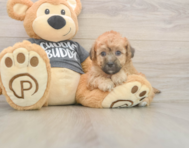 8 week old Poochon Puppy For Sale - Windy City Pups