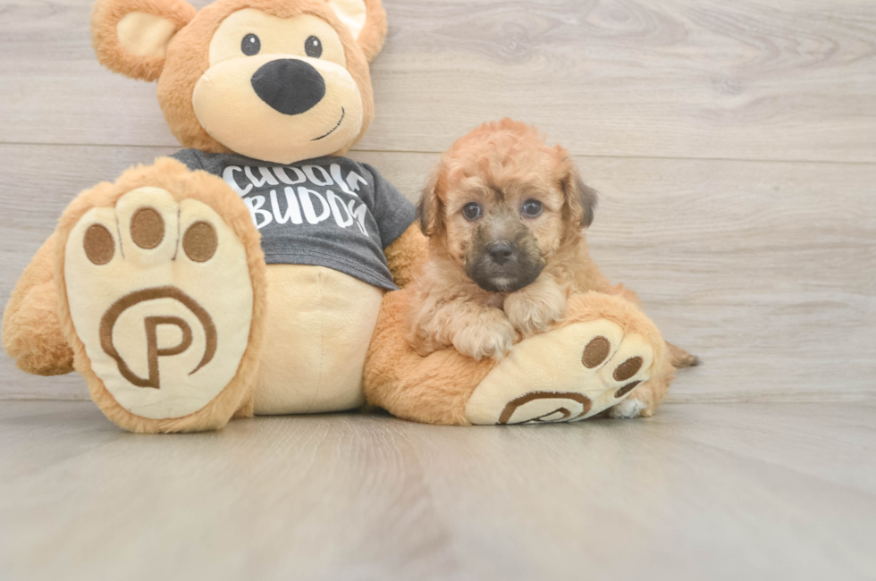5 week old Poochon Puppy For Sale - Windy City Pups