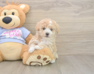 7 week old Poochon Puppy For Sale - Windy City Pups